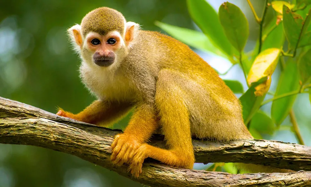 Panama-006