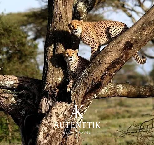 Kenia - - Vivir tus propias Memorias de África
